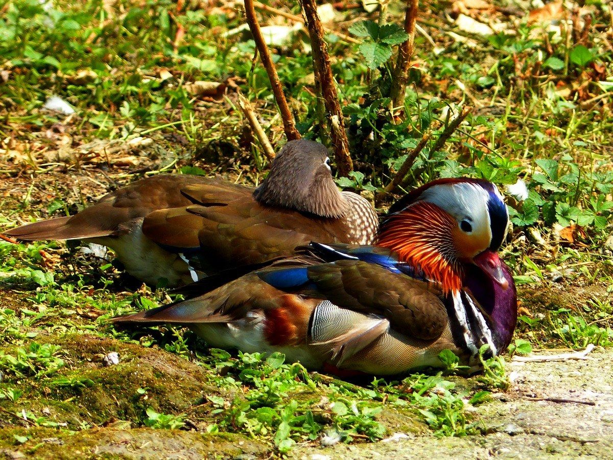 Coppia anatre mandarine