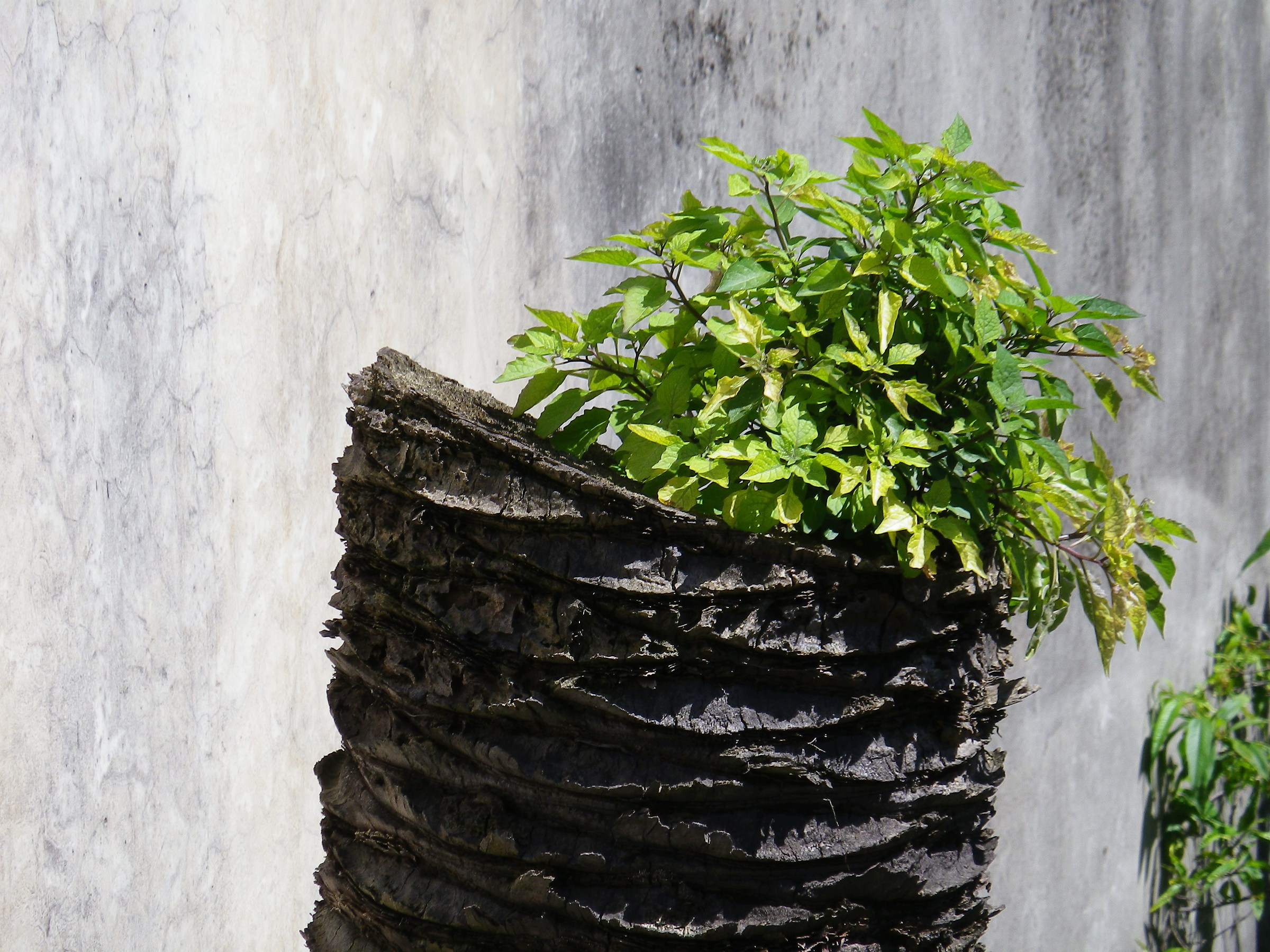 Life from a dead log