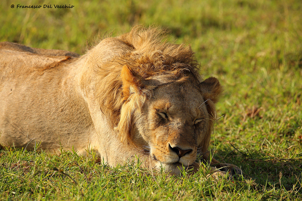 Young lion unit of Marsh Pride