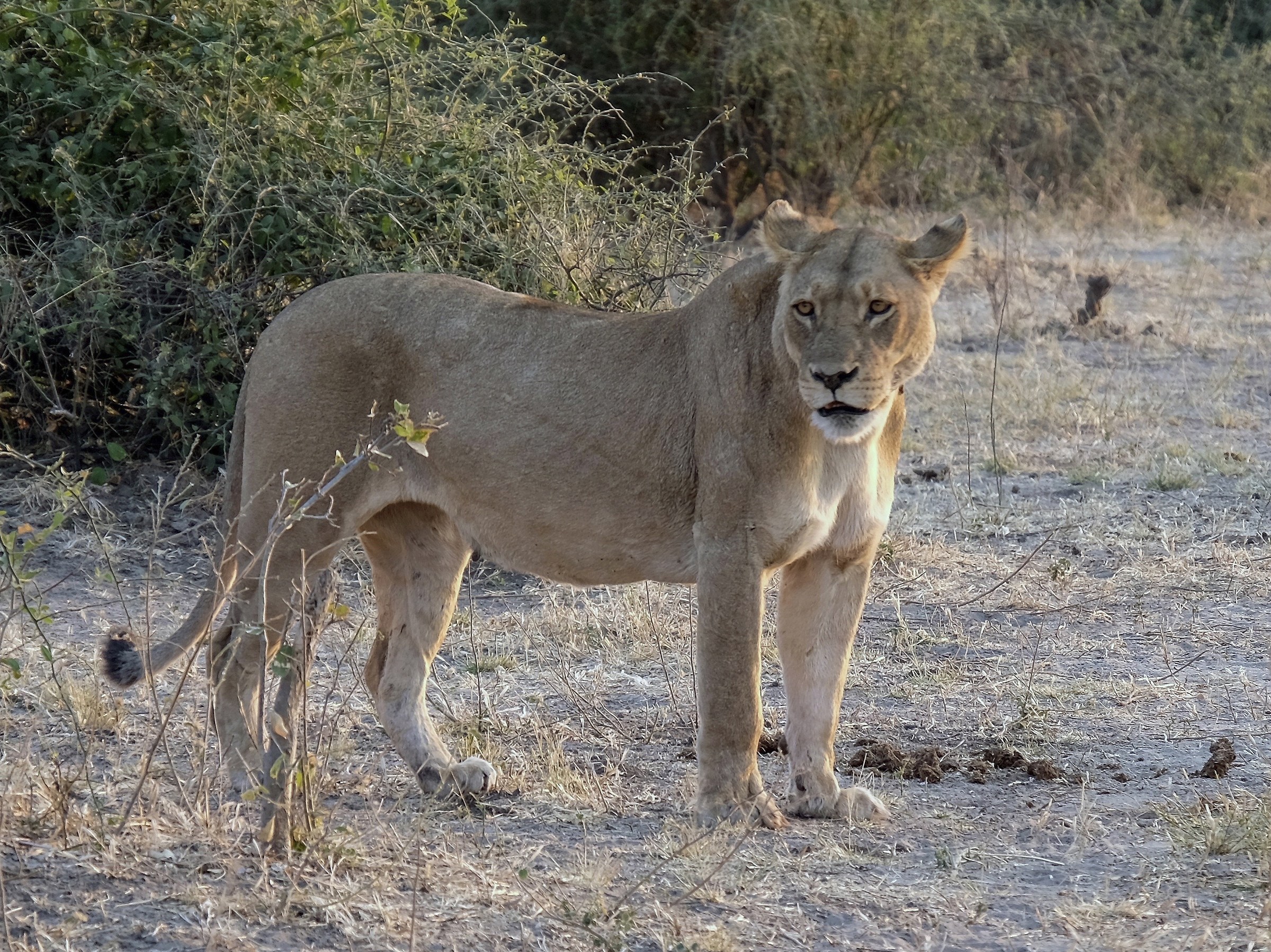 Lioness - Chobe Park