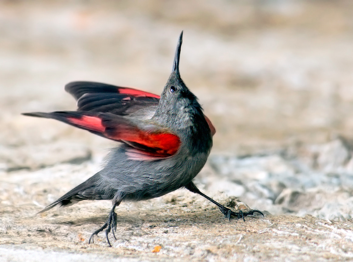 The laying of the woodpecker Muraiolo