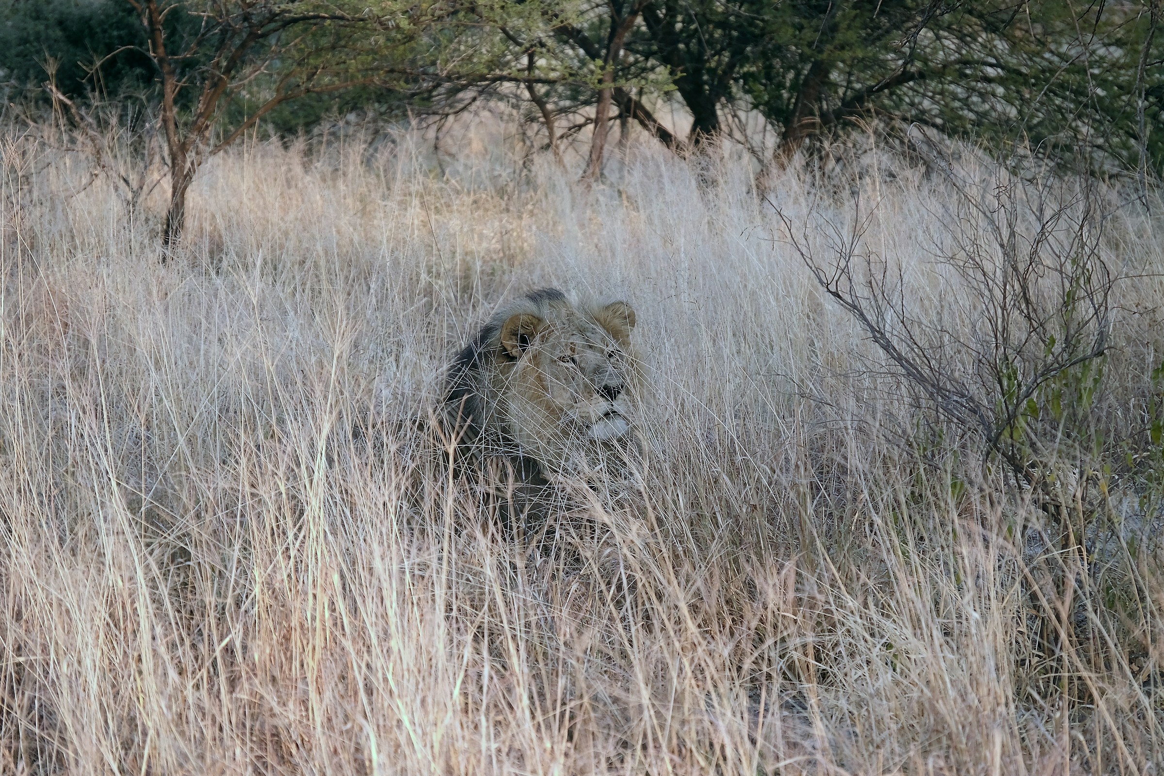 Lion hidden in the grass