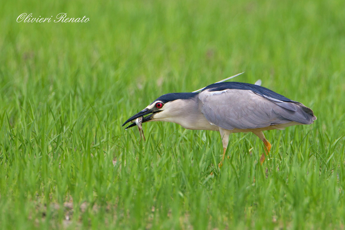 Night heron with frog