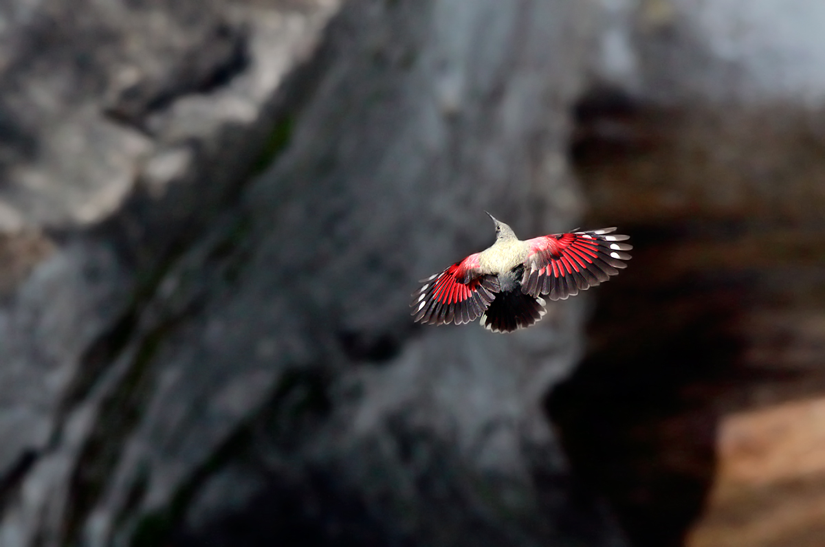 Muraiolo woodpecker in flight