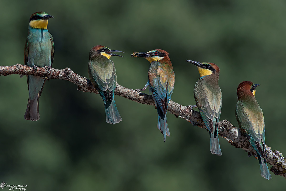 Quanti Becchi da sfamare!