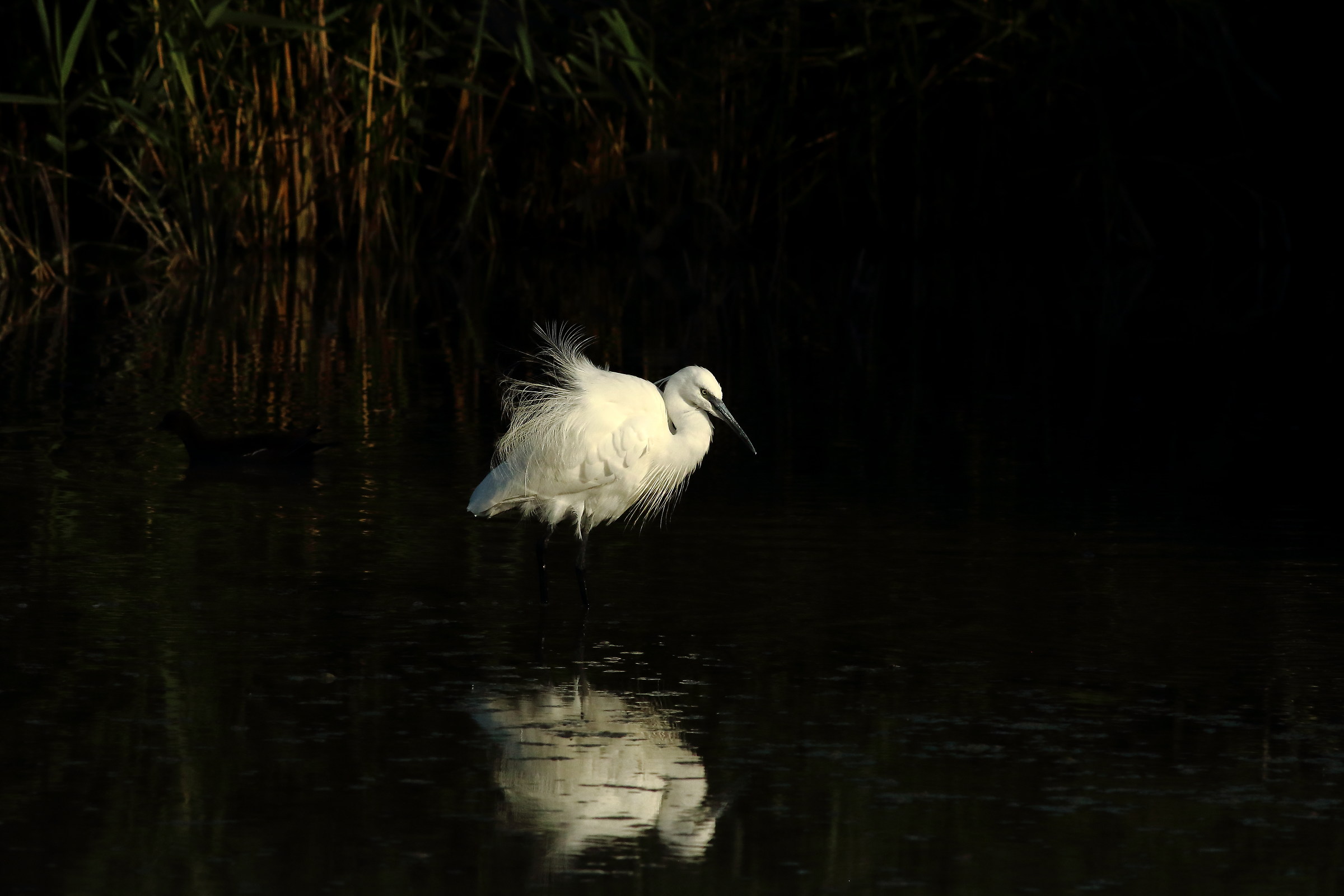 egret
