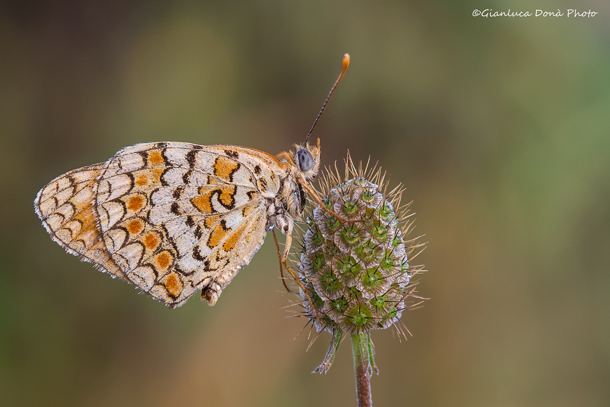 Melitaea phobe (Goeze 1779)