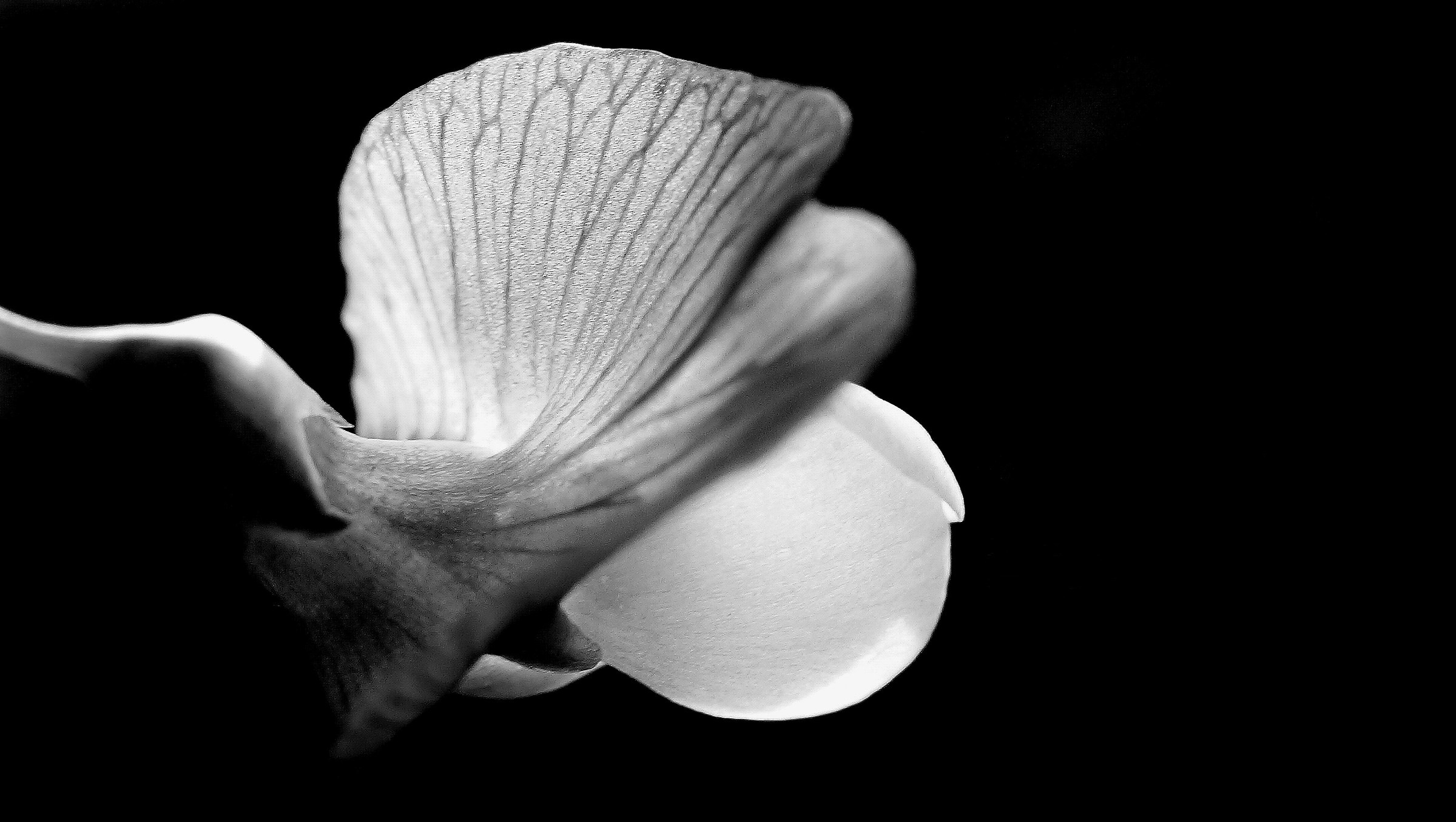 Abasciur al naturale