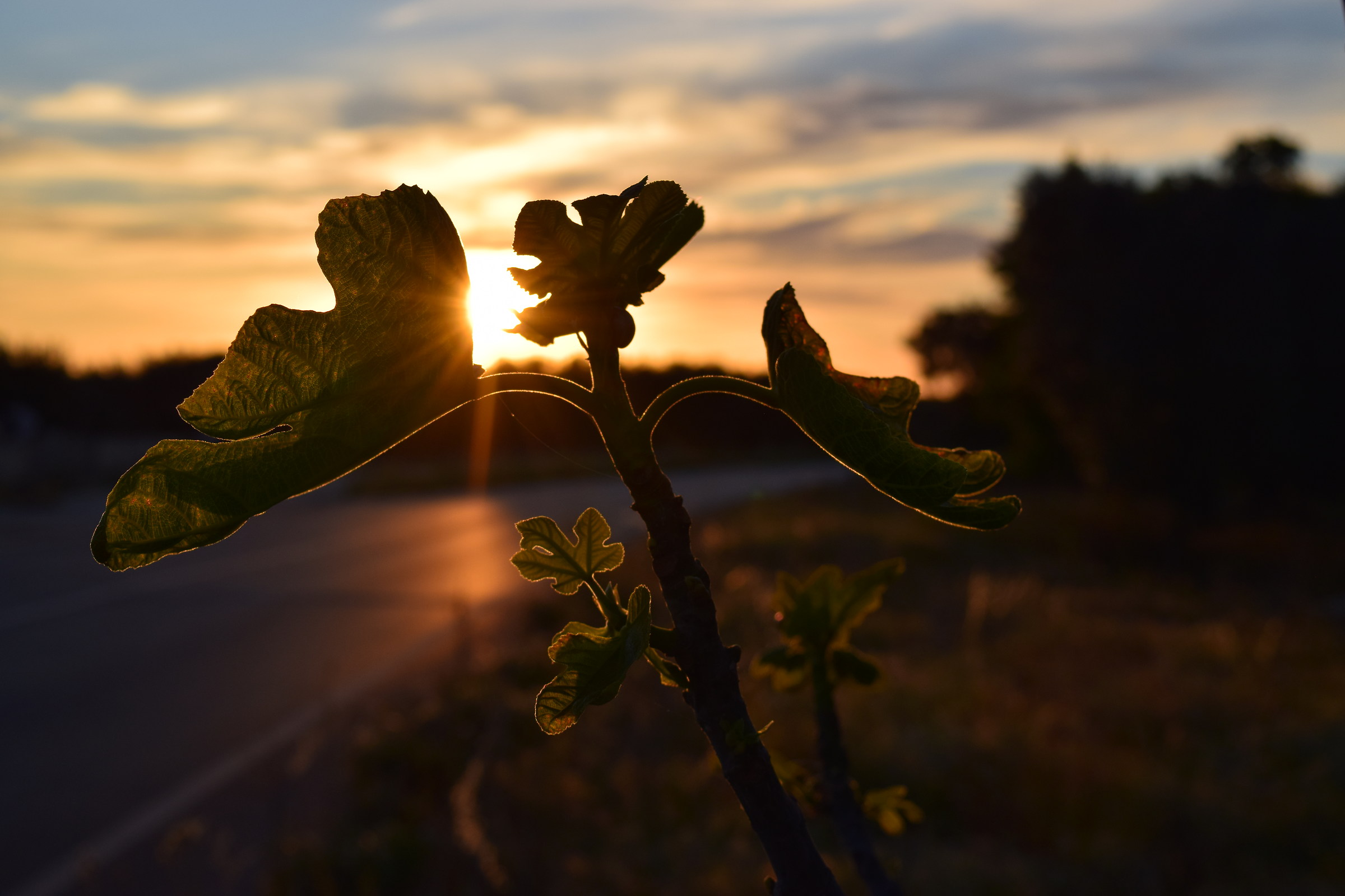 controluce fico di un fico in controluce