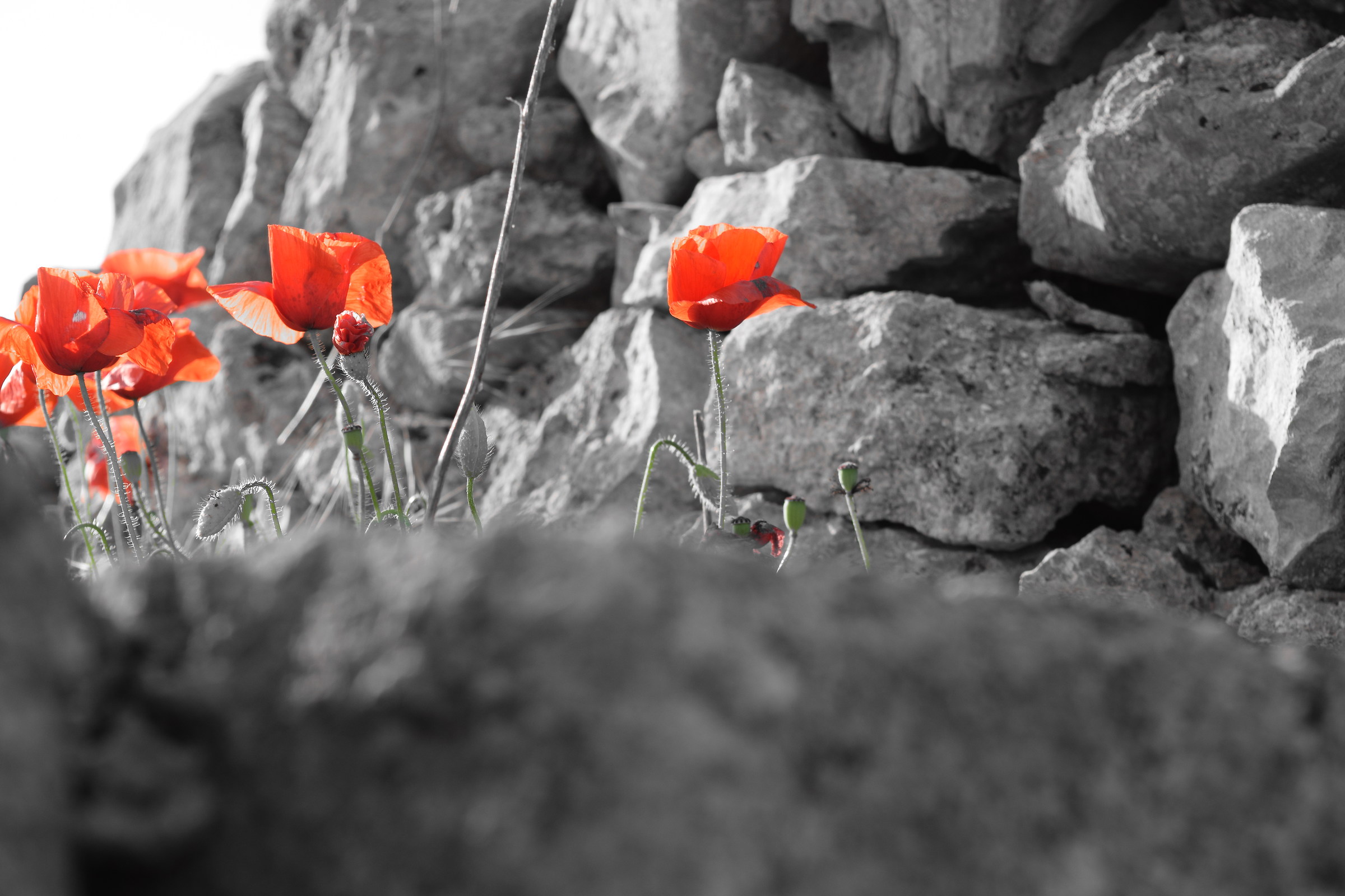 Papavero e pietra