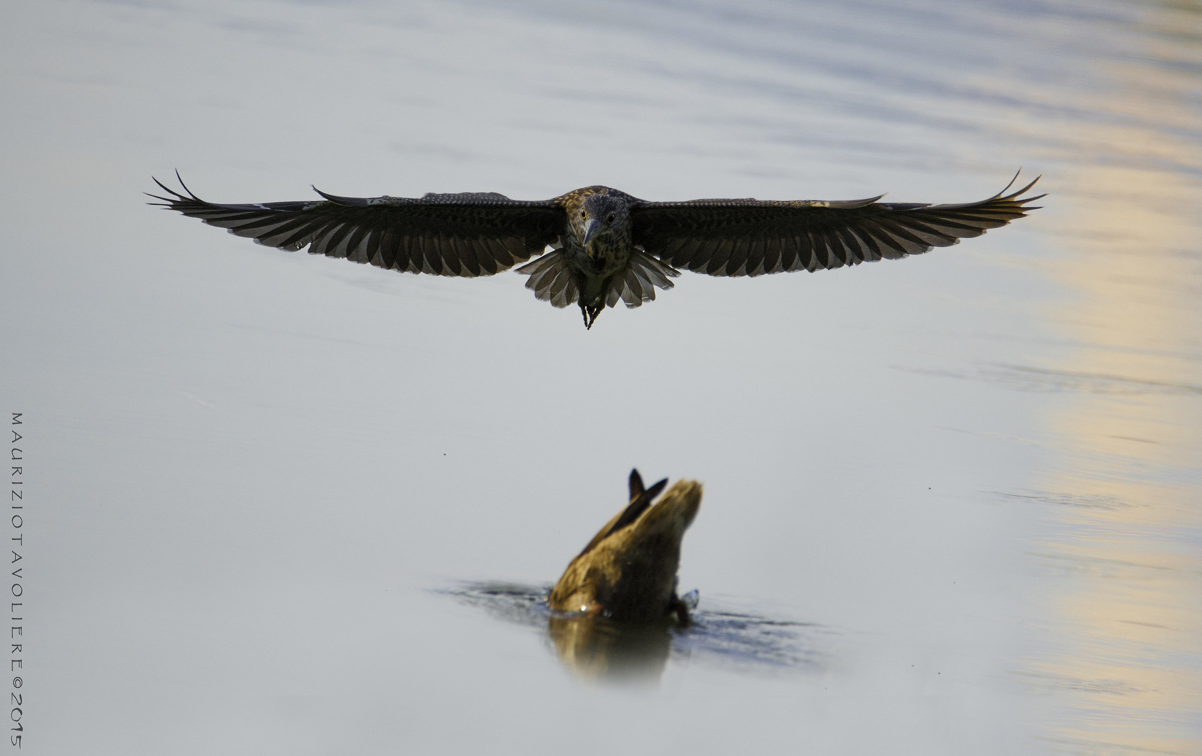 Nitticora Vs. Germano
