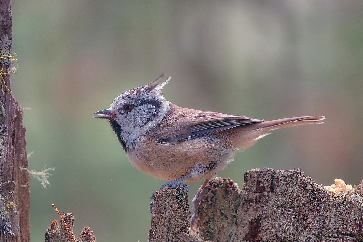 Crested tit