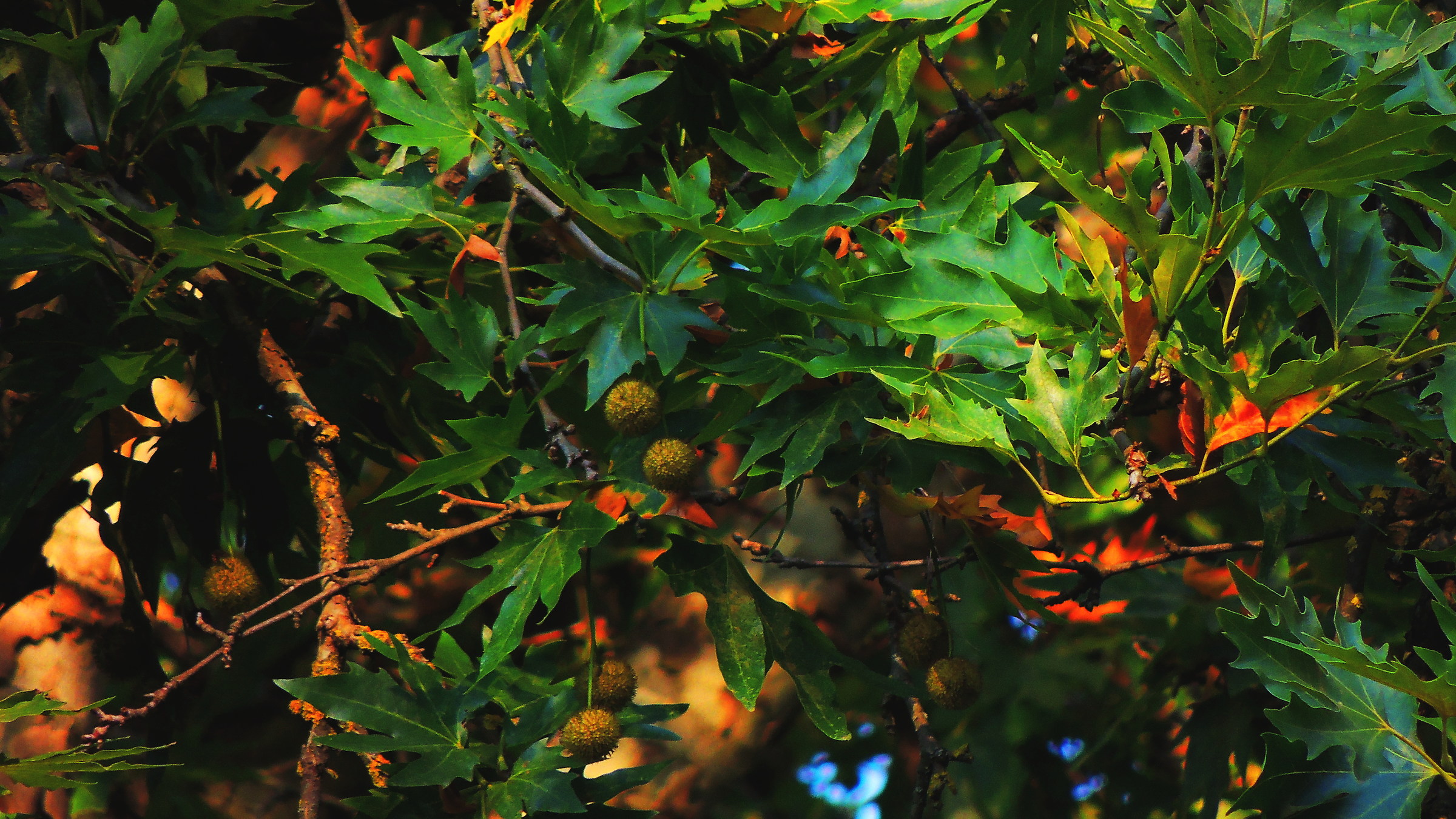 colori autunnali ma anche estivi