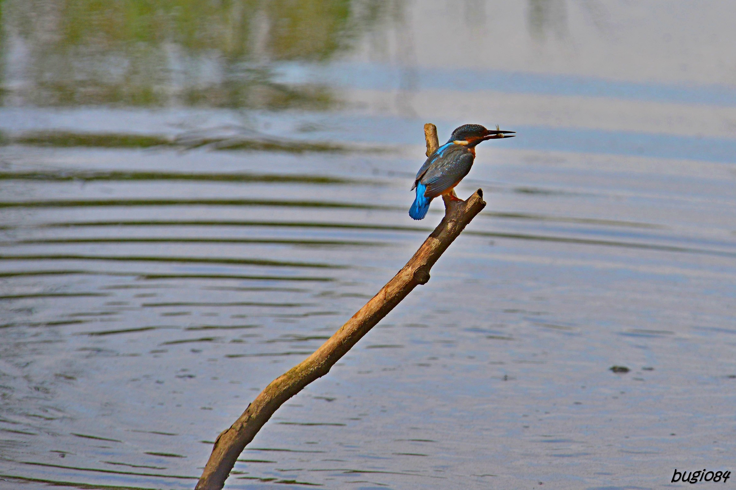 Kingfisher