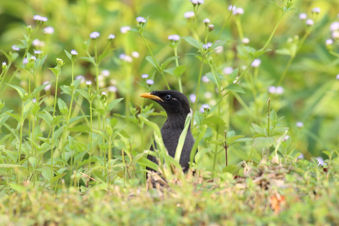 birdwatching da 100-400