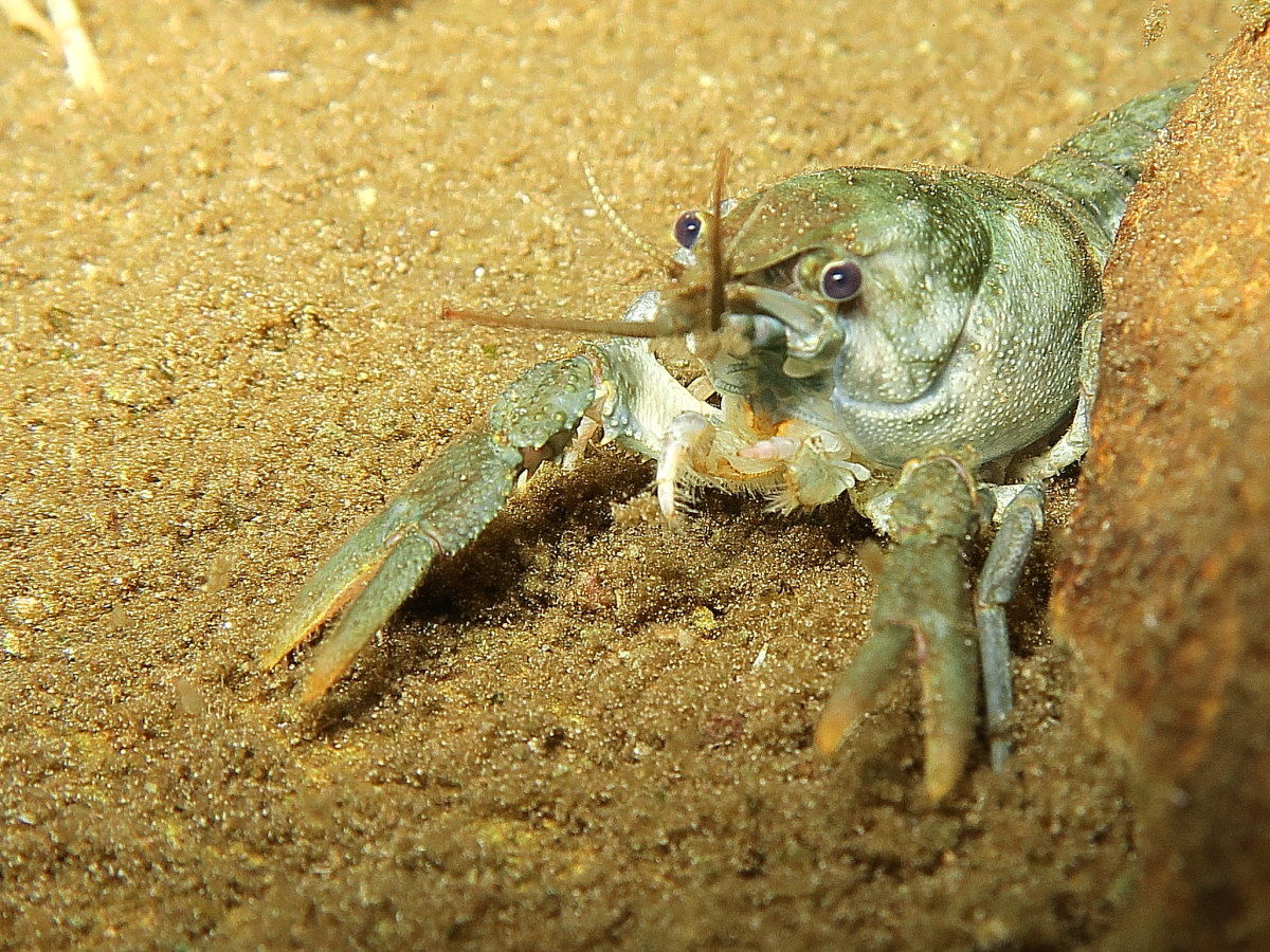 gambero d'acqua dolce