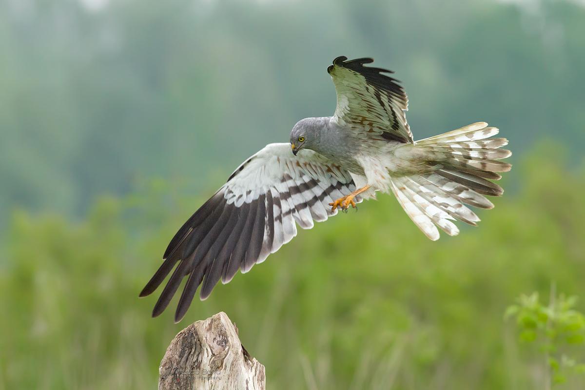 Albanella minore maschio