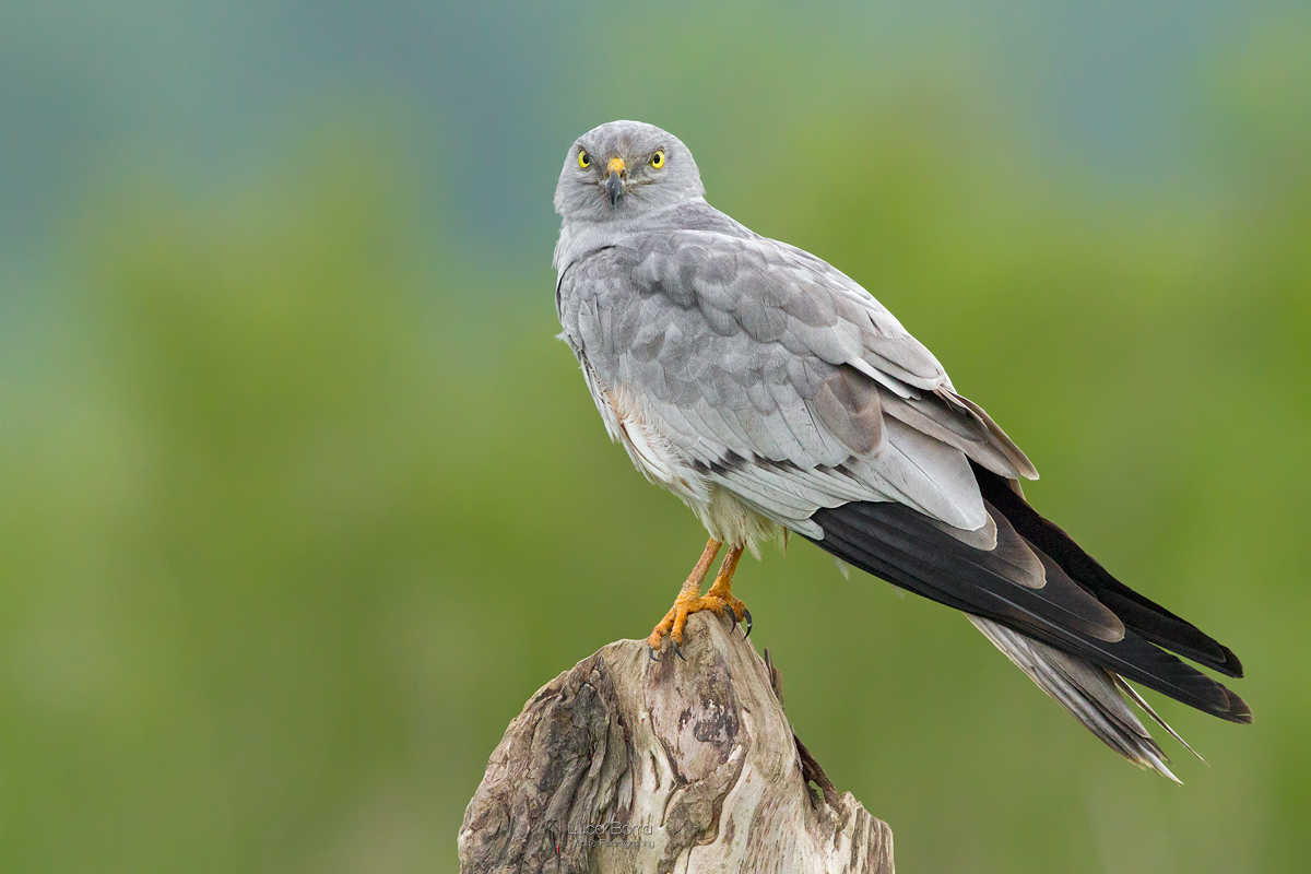 Albanella minore maschio II