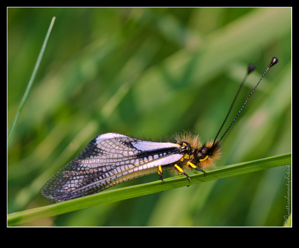 Libelloides coccajus (Ascalaphidae)