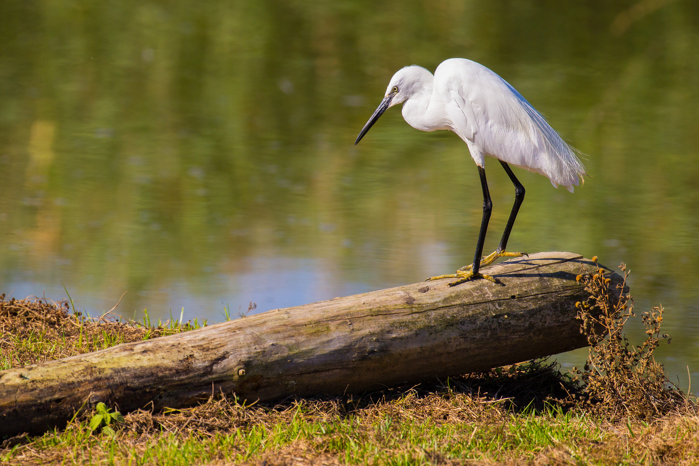 Egret, Parco della Piana