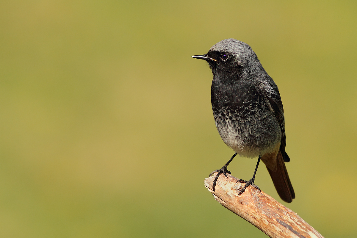 Black Redstart