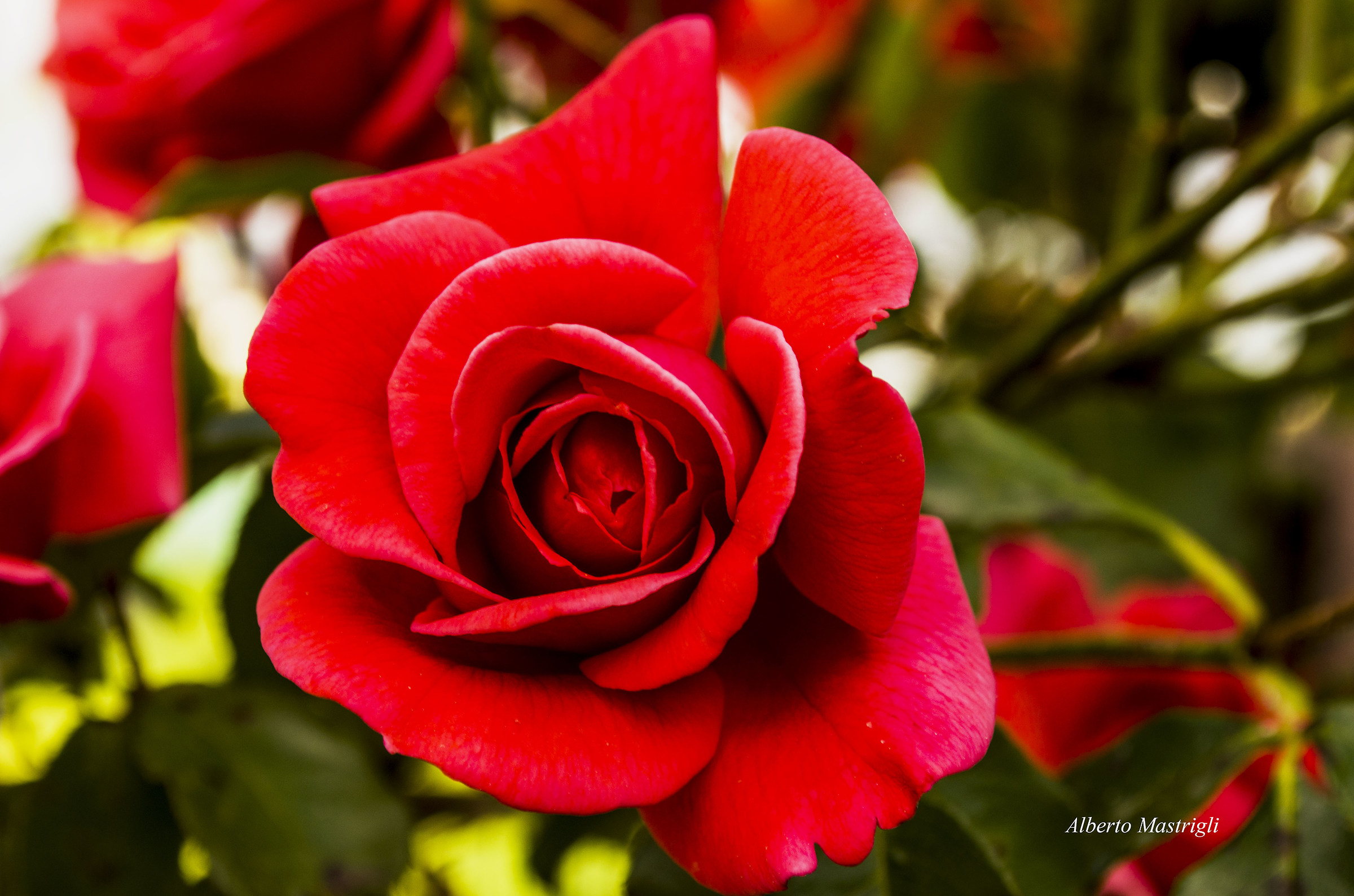 Red rose