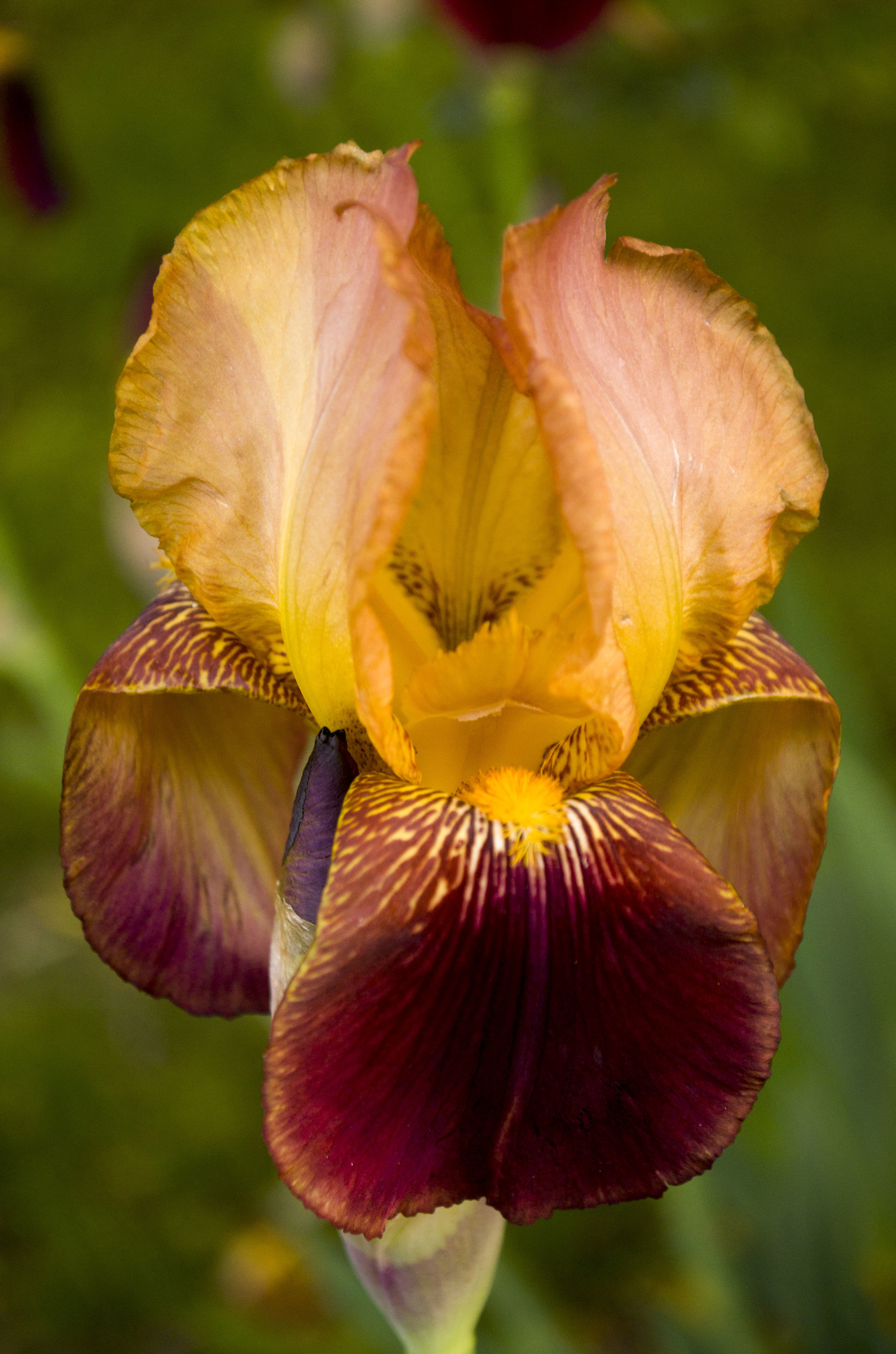 Iris