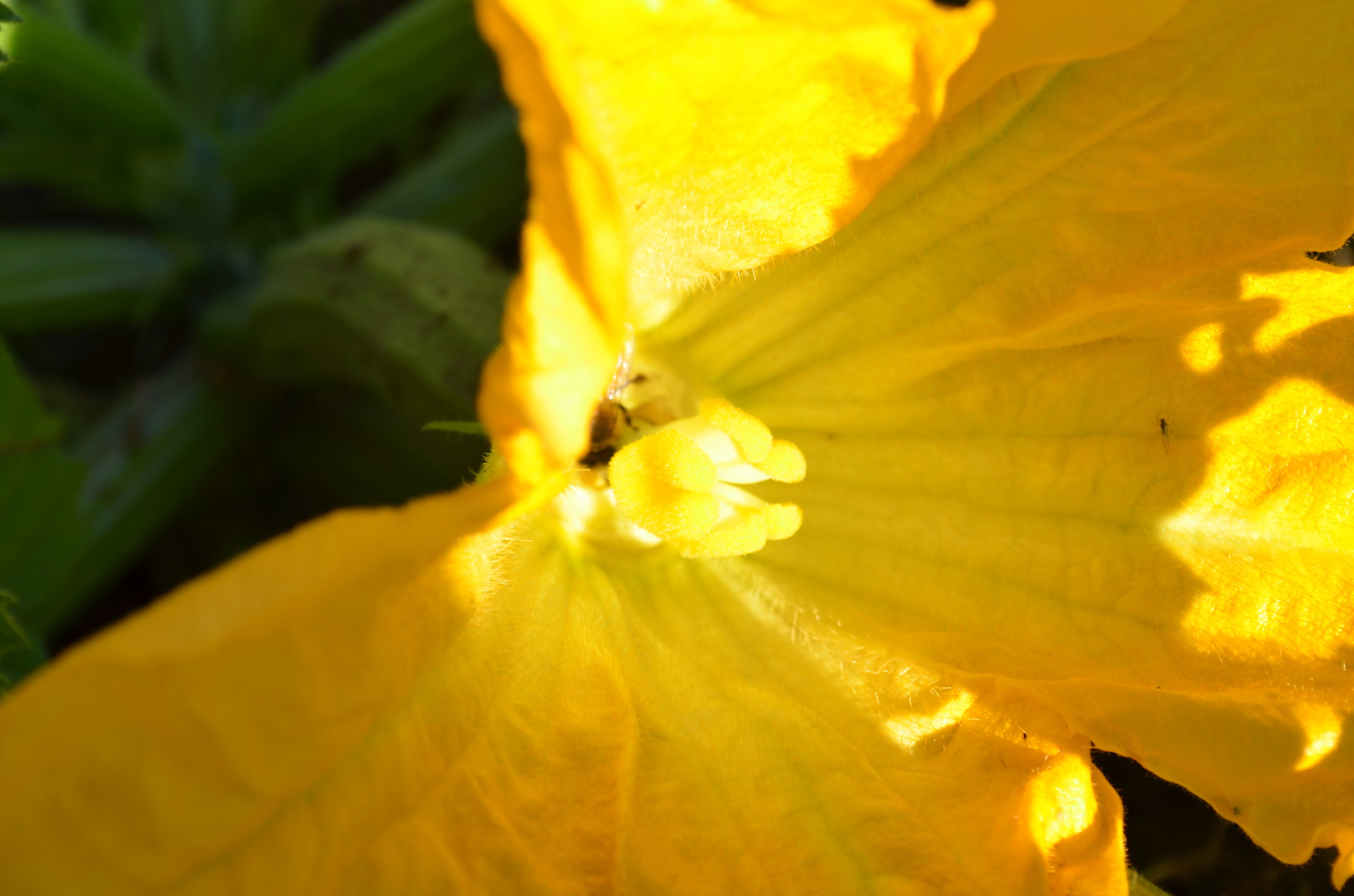 Squash blossom