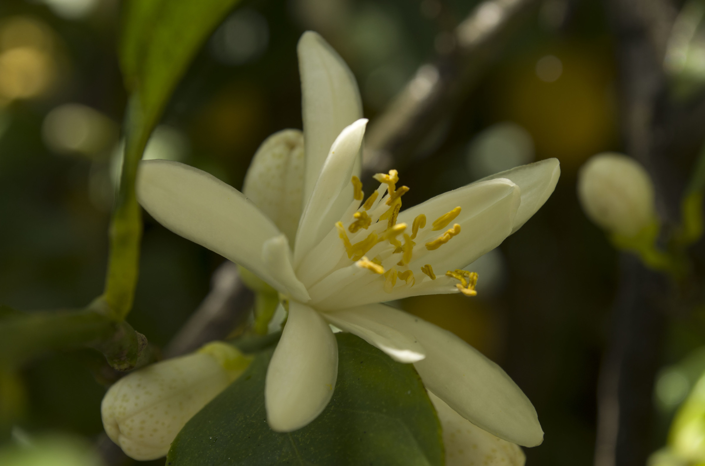 Lemon flower