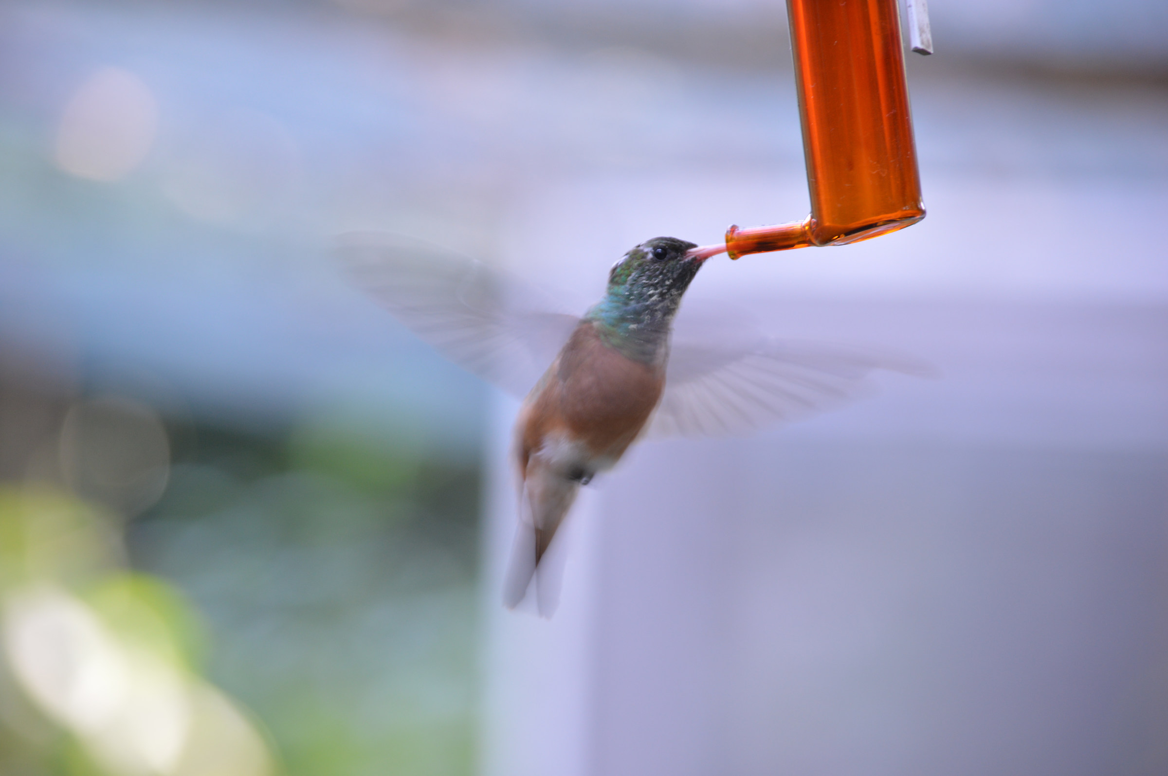 Meal Hummingbird