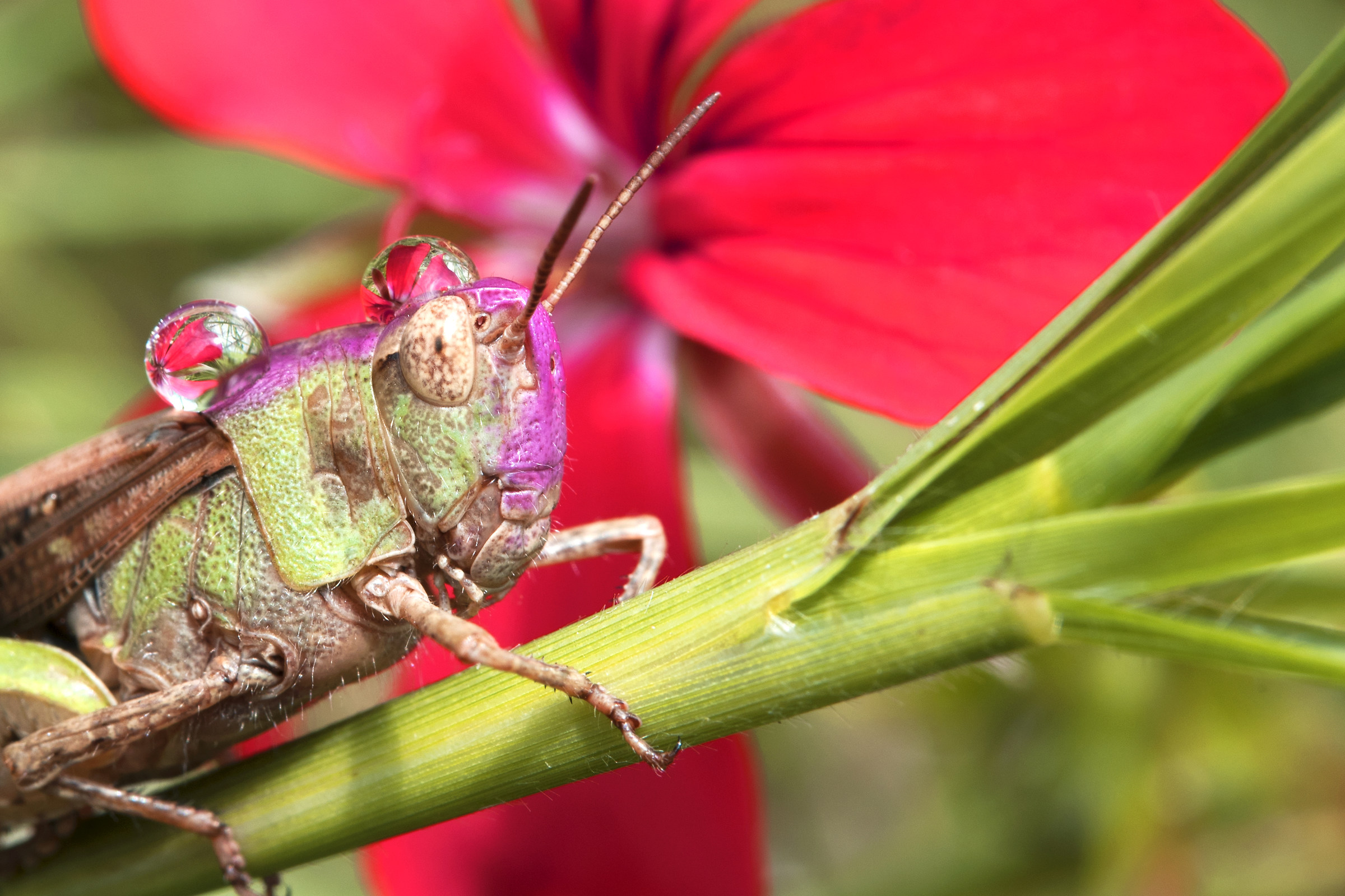 Crystallized flower!
