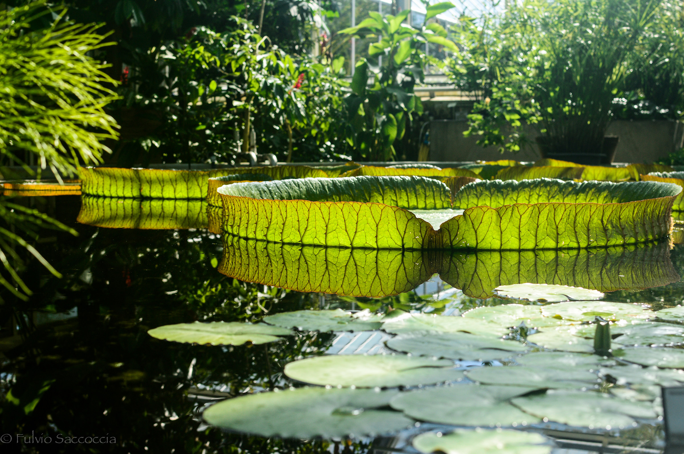 Victoria Amazonica
