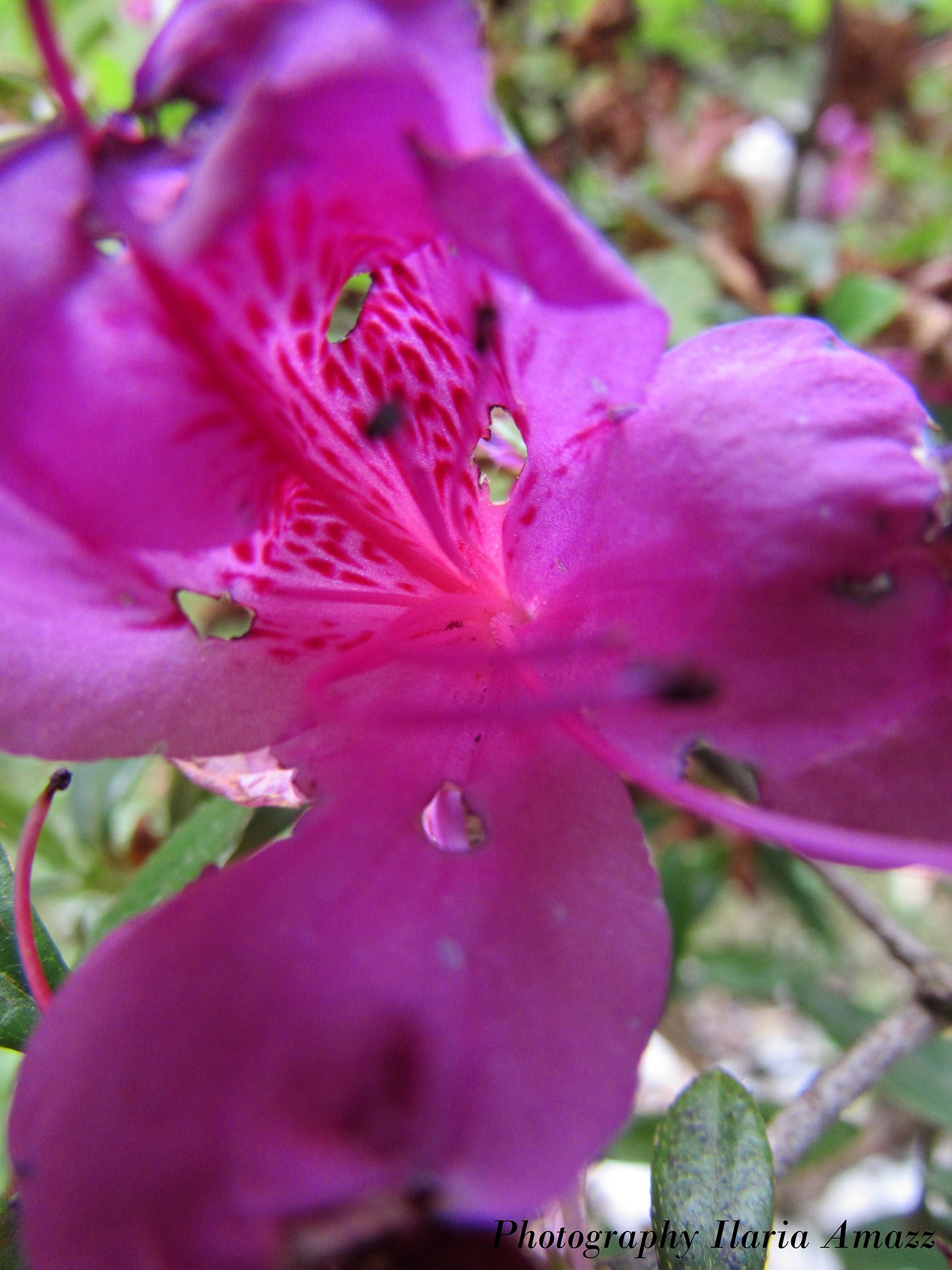 * Flowers in the air *