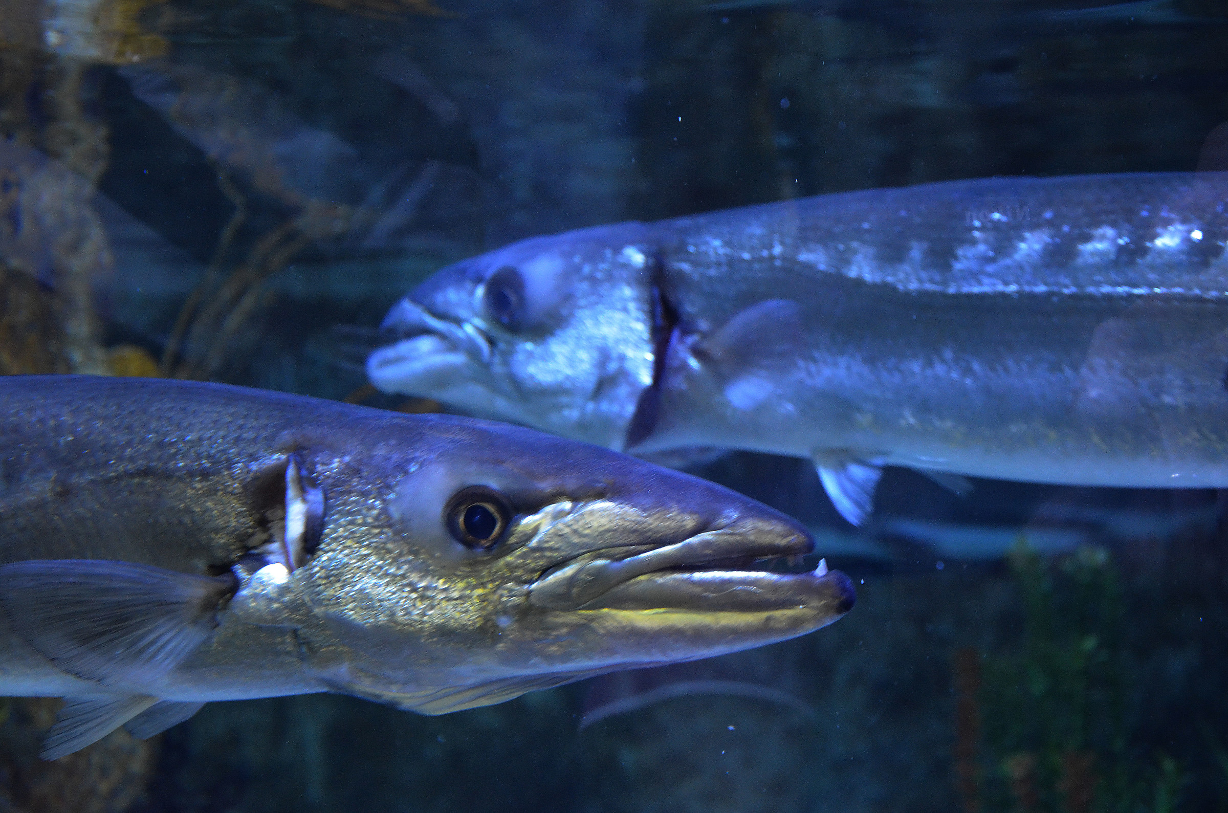 ... Faces by barracuda