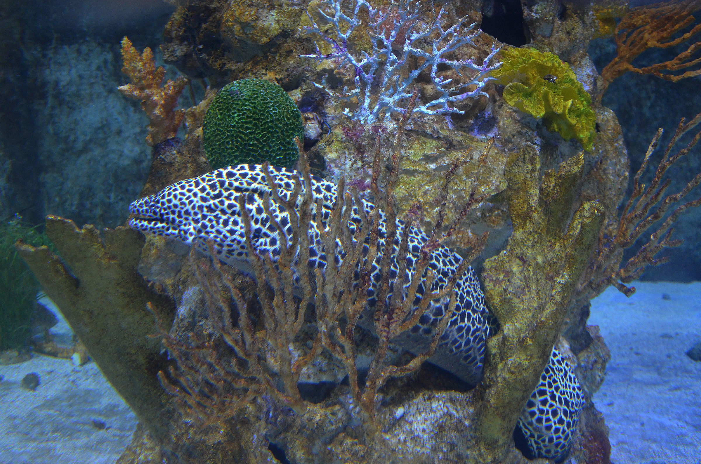 tropical moray