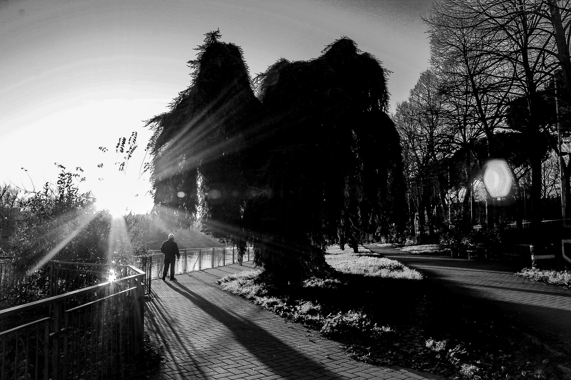 tribute to "The Tree Monster"