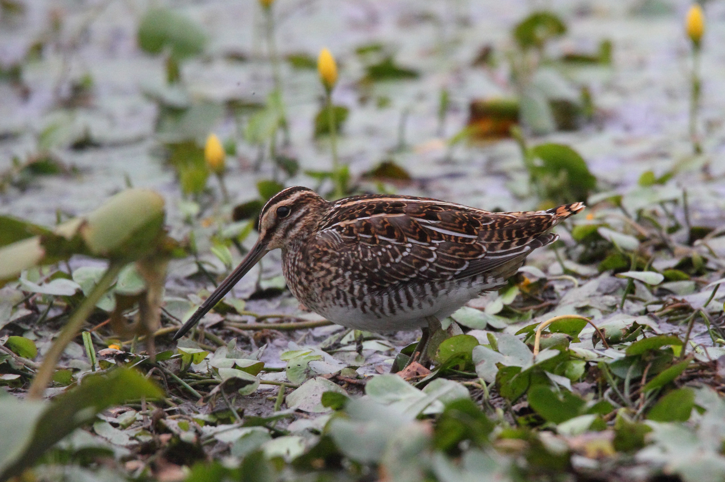 snipe