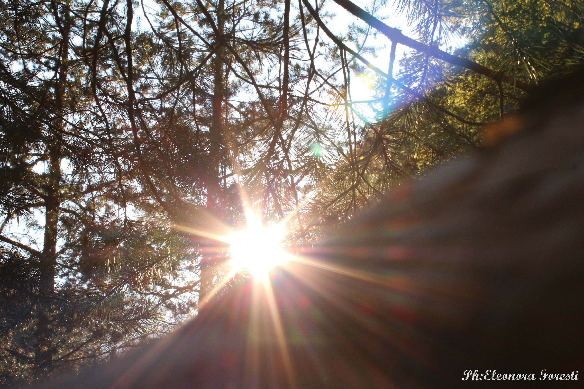 Wedges of light among the trees of the forest