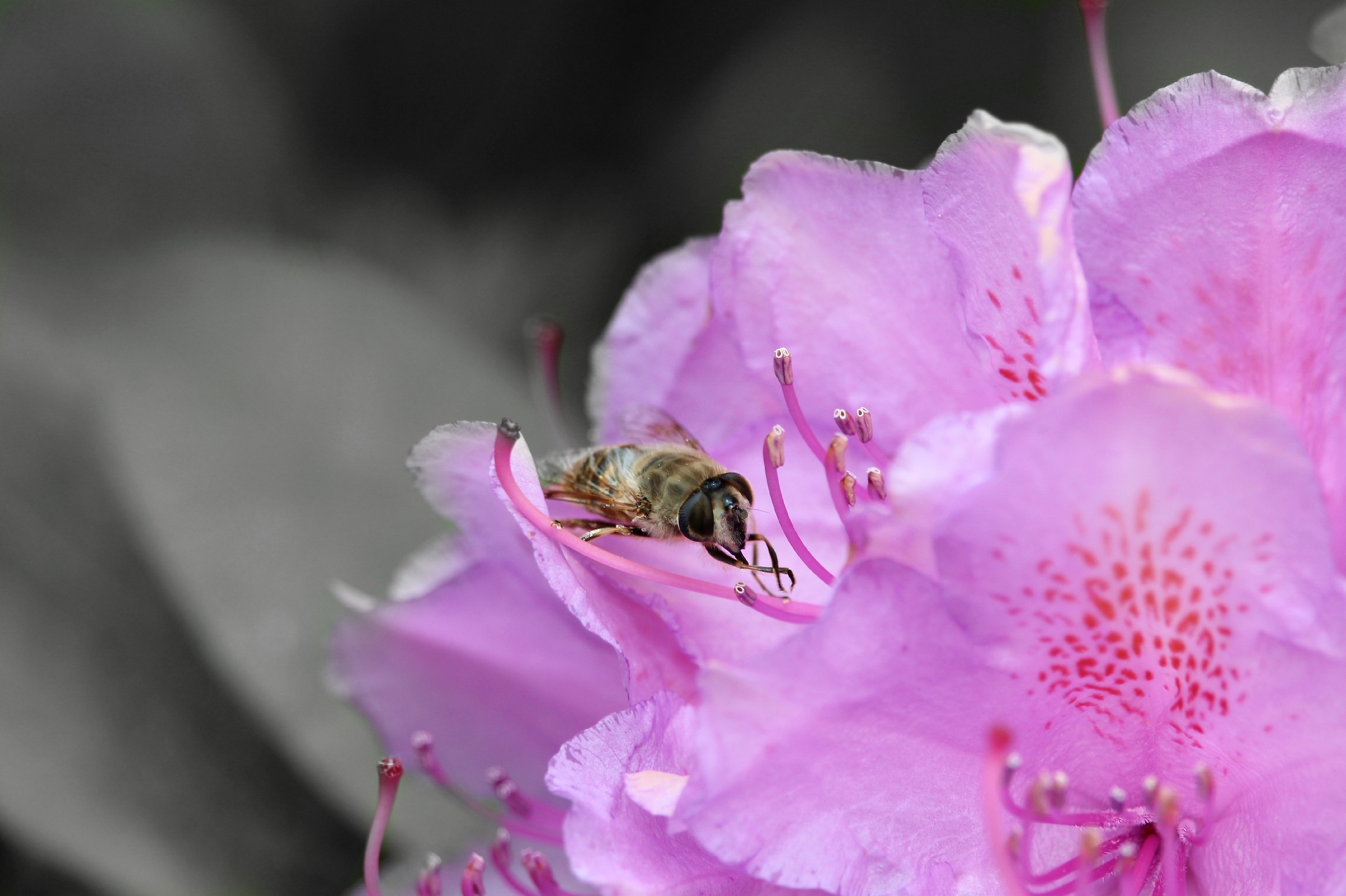 wasp on flower