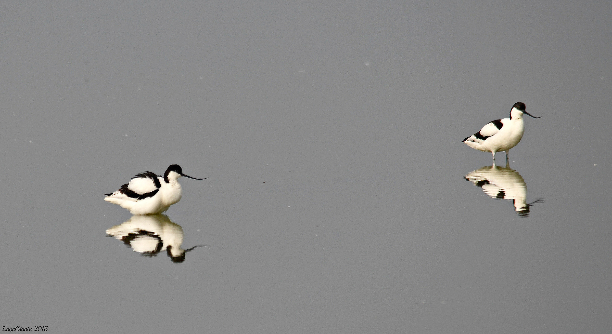 avocette