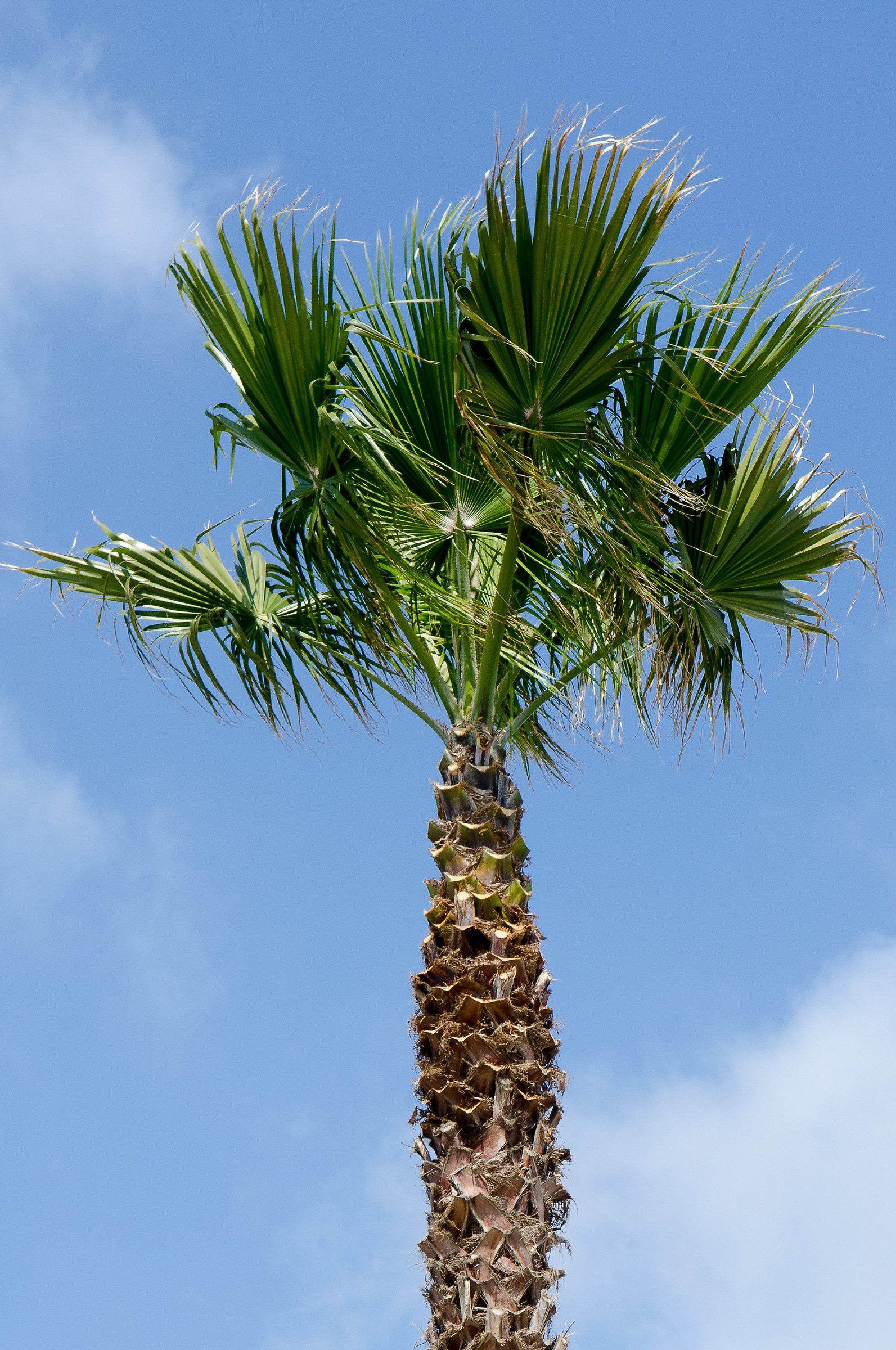 Palm