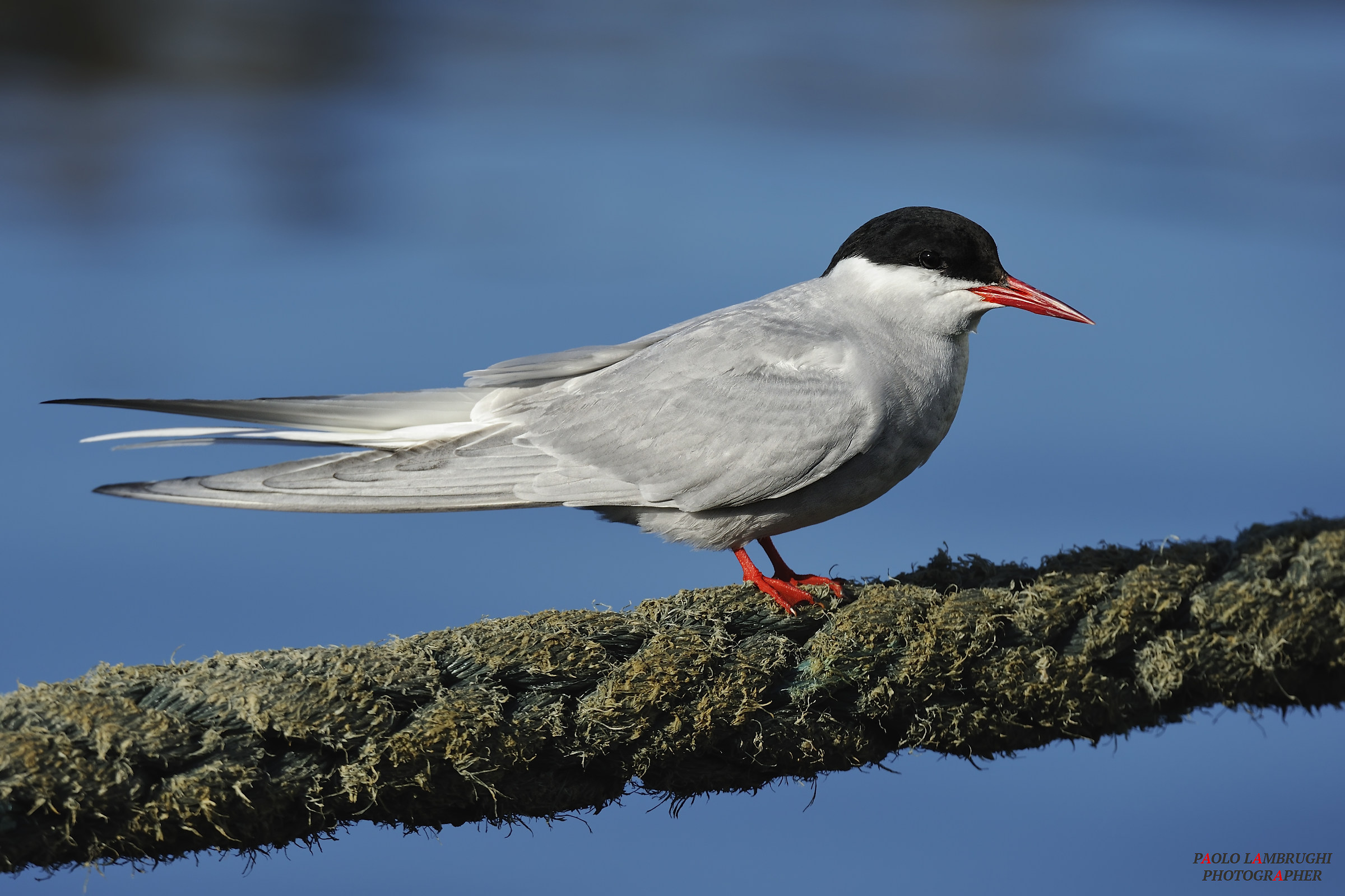 Arctic Tern