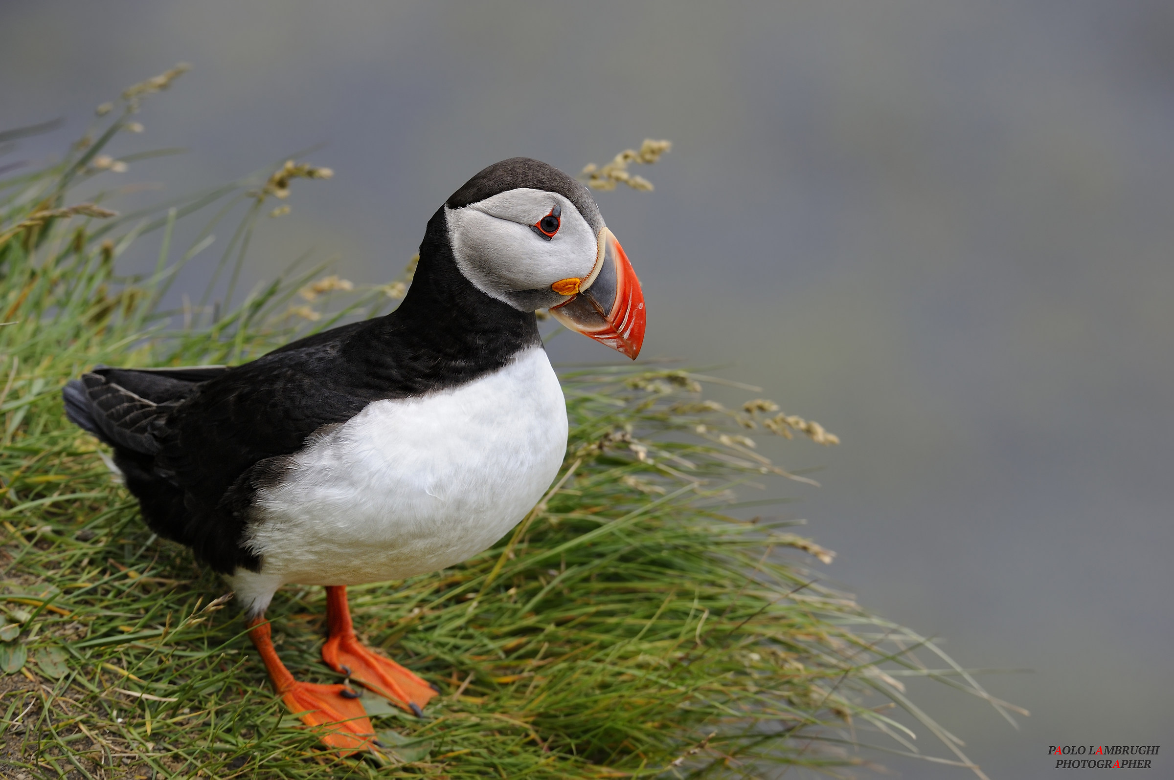 Puffin