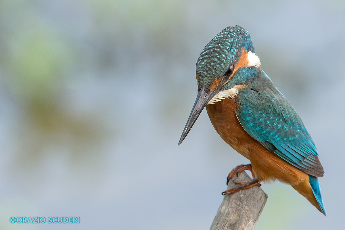 Alcedo atthis