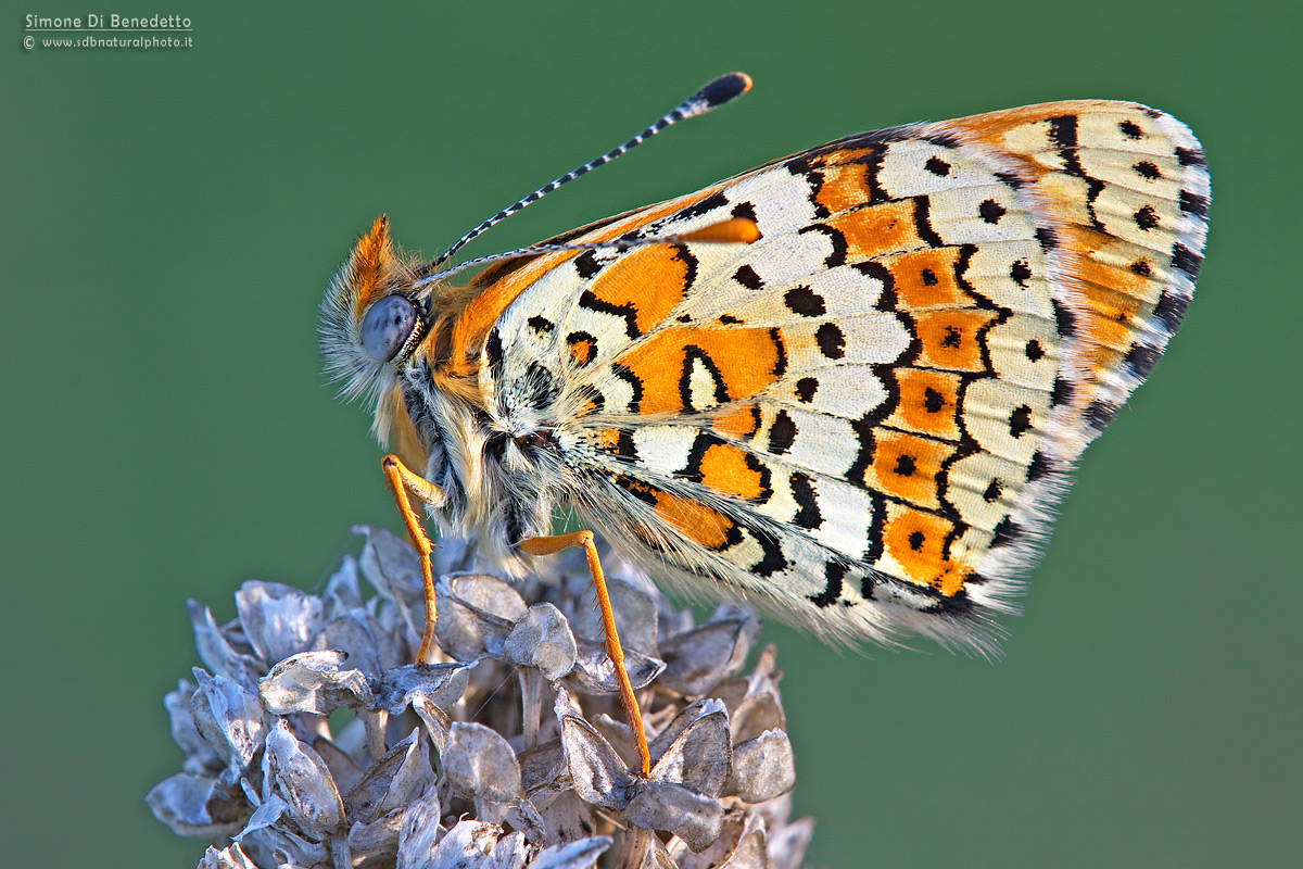 Melitaea phoebe
