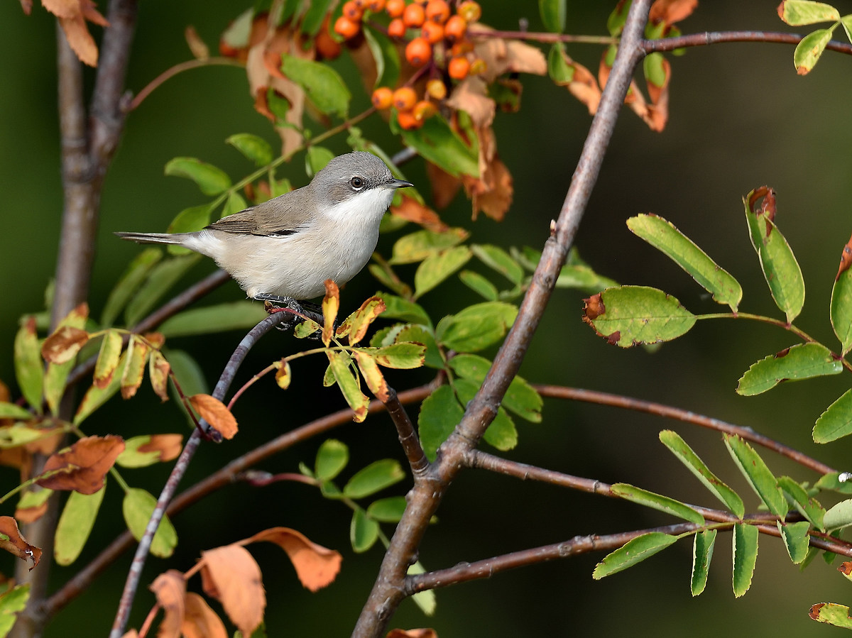 Whitethroat
