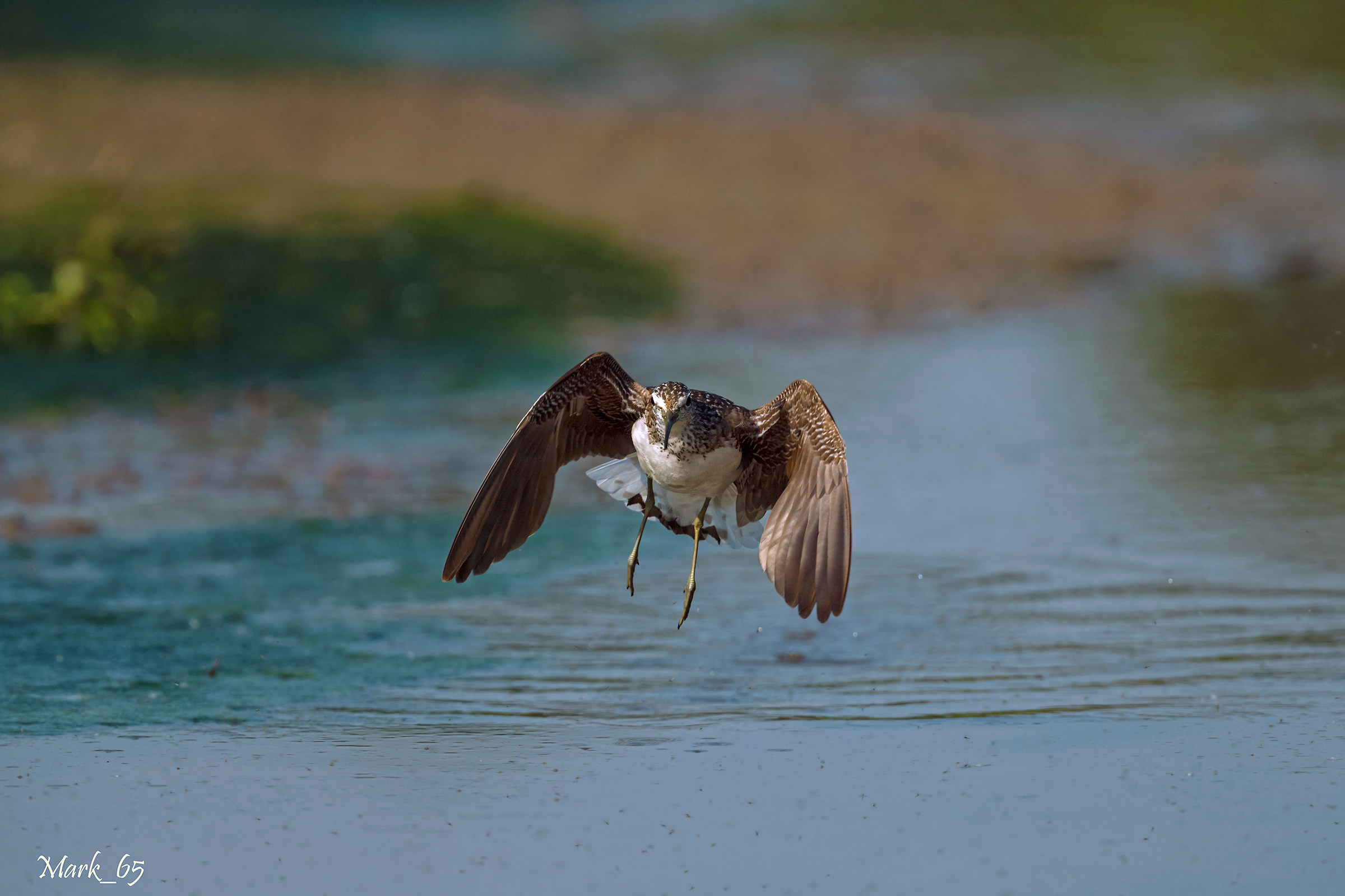Green Sandpiper