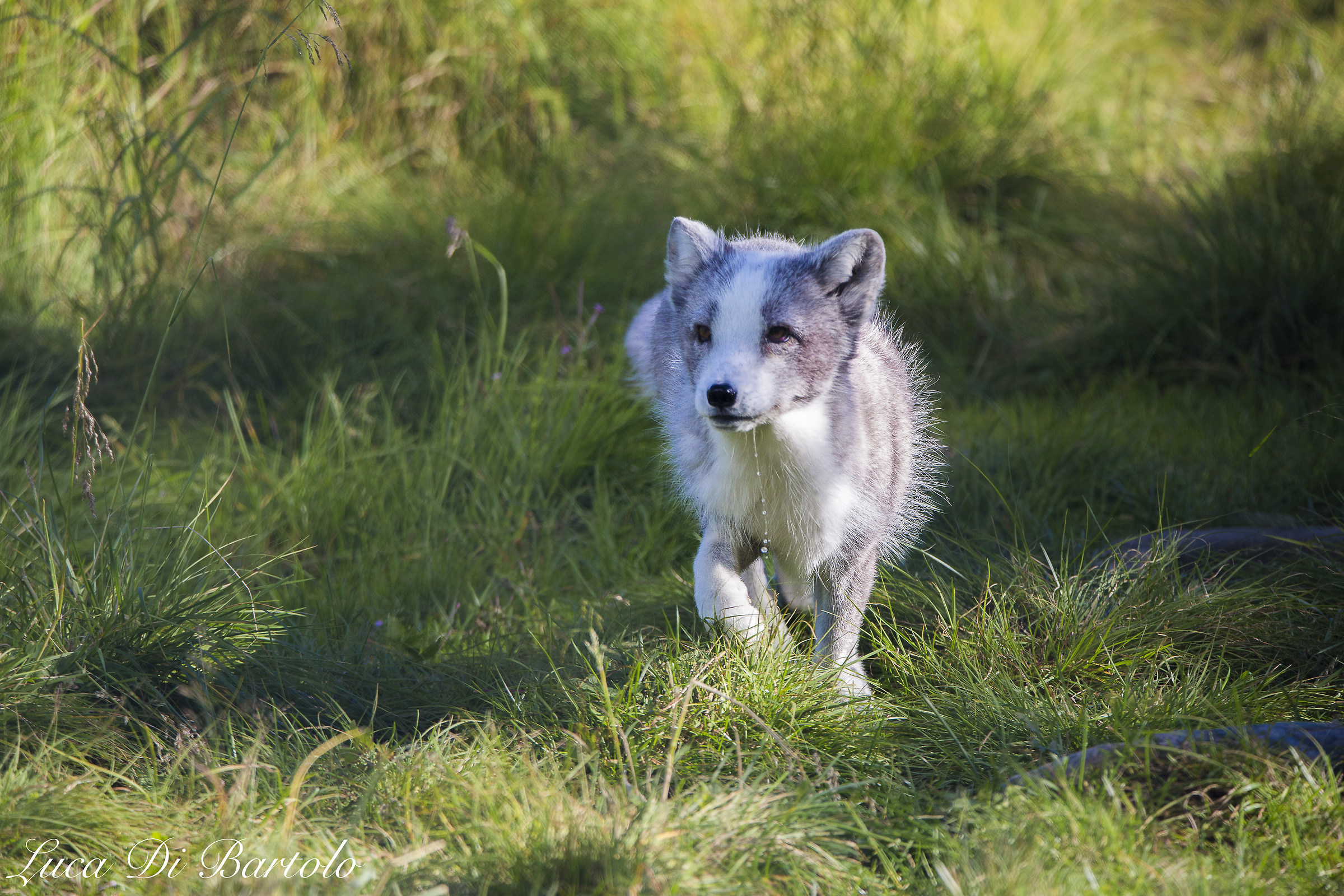 Volpe polare Artica con Manto estivo (Alopex lagopus)