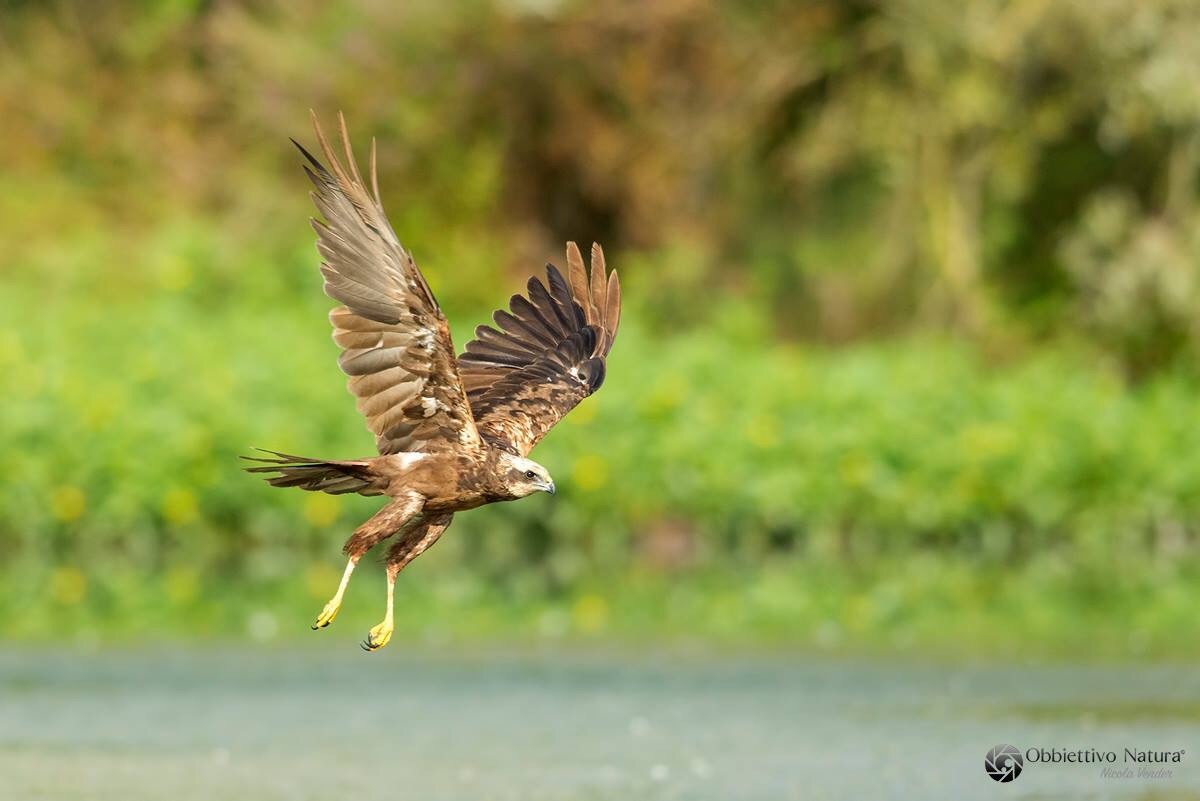 Short-eared Owl