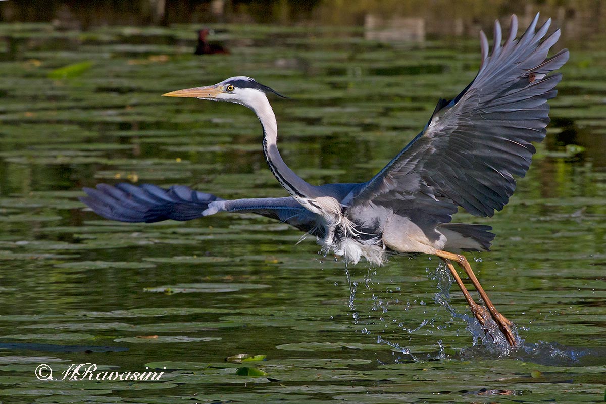 Airone cenerino, l'involo
